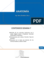 Semana 7 - Anatomía