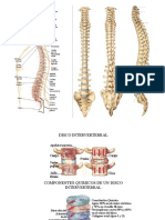 Patologias de Columna Vertebral