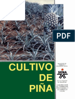 Cultivo de Piña Sena