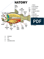 Anatomia de Los Peces Ingles