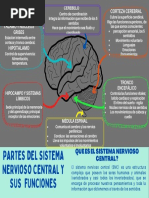 Partes Del Sistema Nervioso Central y Sus Funciones