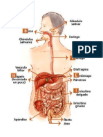 Gastroenteritis Por Helicobacter Pylori