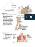 BIO 201 Upper Limbs Muscles of The Upper Limbs Brachial Plexus