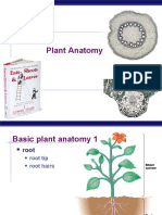 AP Bio Plant Anatomy (KFogler)