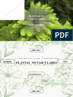 Plantas No Vasculares y Vasculares