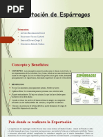 Exportación de Espárragos Actualizado