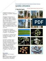 Factsheet - Corymbia Citriodora