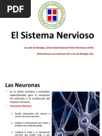 Sistema Nervioso Prof - Actualizado 2011 2