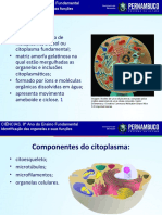 Identificação Das Organelas e Suas Funções