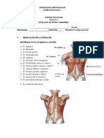 Guia 2 Musculo Torax y Abdomen