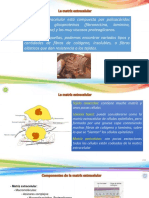 Matriz Extracelular y Uniones Célulares