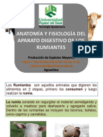 Anatomia Digestiva Poligastricos