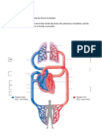 Exercise 1: Label and Explain The Blood Circulation