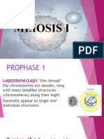 Presentation in Meiosis I