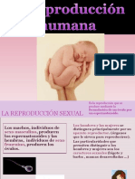 Reproduccion-Humana