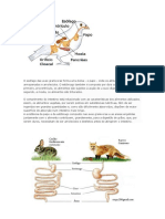 Sistemna Digestivo Dos Animais