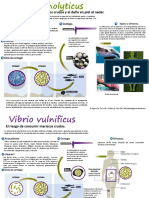 Infografía Microbiología de Alimentos