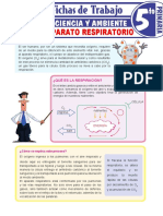 Partes Del Aparato Respiratorio para Quinto Grado de Primaria