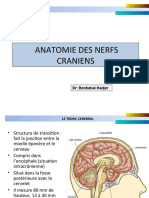 Anatomie Des Nerfs Craniens