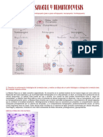 Taller de Sangre Y Hematopoyesis