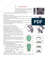 Embriología - Desarrollo Del Sistema Nervioso