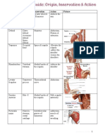 Muscle Study Guide