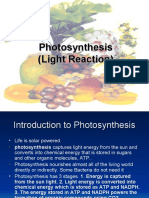 Photosynthesis (Light Reaction)