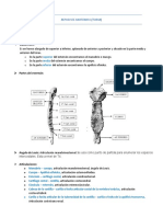 Repaso I Anatomia