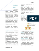 Tecido Epitelial Glandular