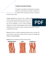 El Sistema Muscular Humano