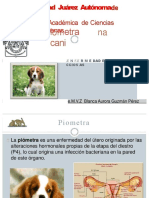 Piometra Canina