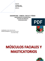 Musculos Cara Masticatorios