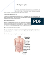 What Is The Digestive System?