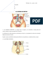 El Sistema Excretor