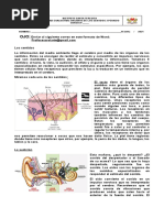 Anexo 8° # - Taller de Organos de Los Sentidos