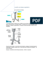 Resumo de Reforço Morfo e Pi Sistema Respiratório