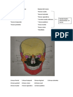 Huesos Del Neurocraneo y Viscerocraneo