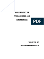 Morphology of Prokaryotes & Eukaryotes