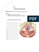 Actividad Presencial 2 Anatomia Aplicada