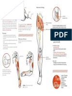 Anatomical Diagram: Nerves in Rope Bondage