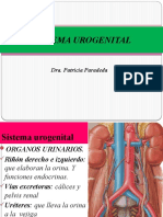 Sistema Urogenital