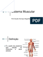 Sistema Muscular