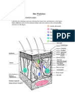 Integumentary System Worksheet