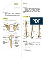 BONY Landmarks: Scapula Humerus