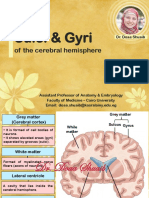 Sulci & Gyri - Doaa 2021