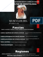 Musculos de Cuello