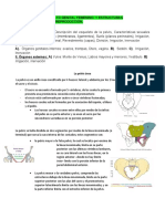 Anatomía Del Aparato Genital Femenino