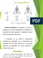 Sistema Esquelético