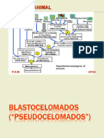 Clase 6. 2016-I. Blastocelomados