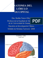 Anatomia Lobulo Occipital PPT Share)